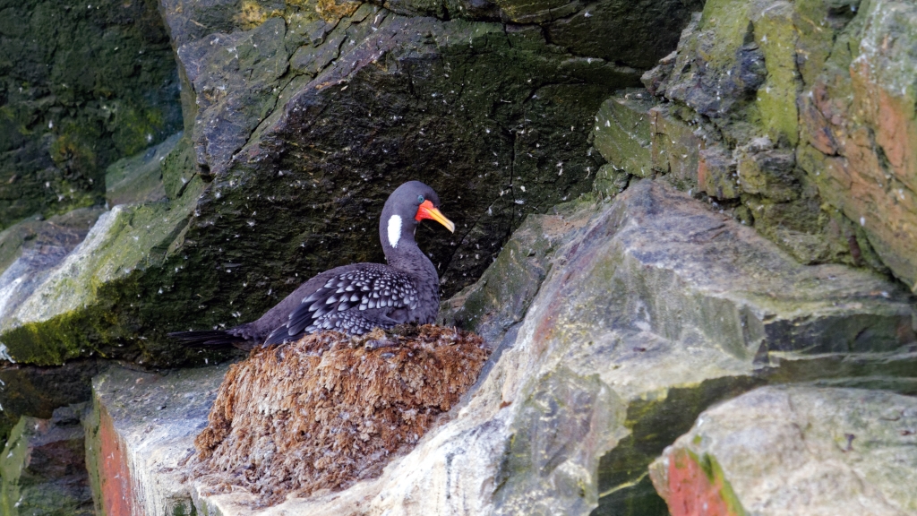 03 - La Serena (13) - Cormoran de Gaimard.jpg